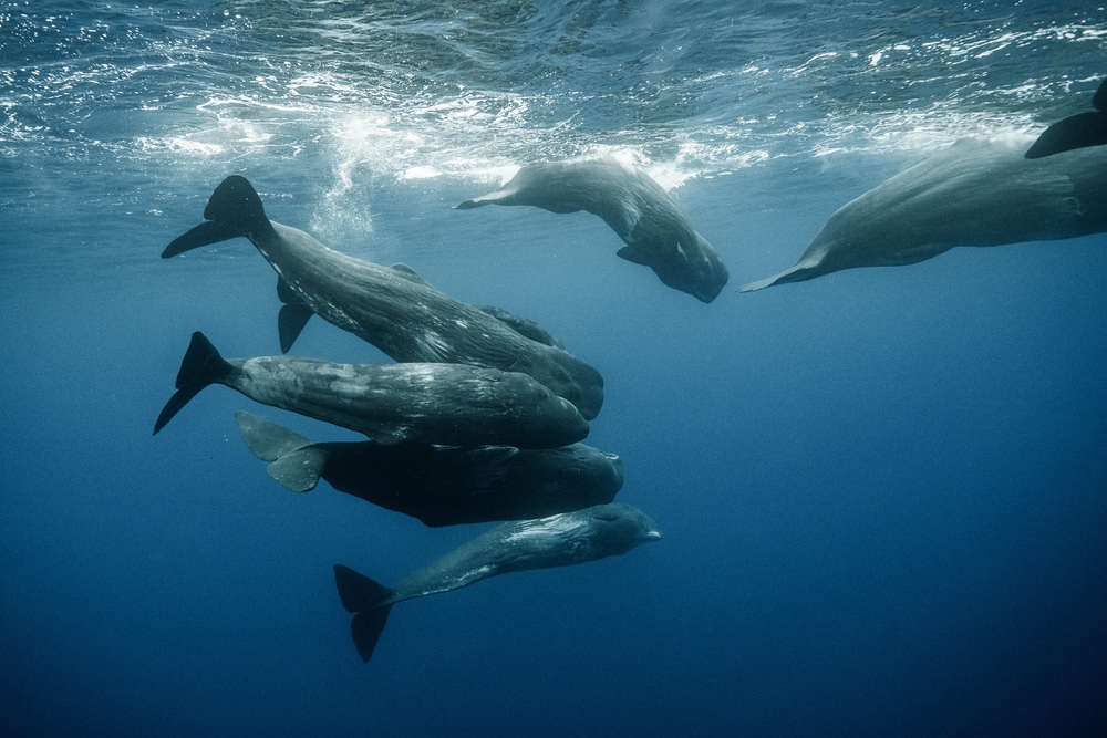 Group of whales swimming their way to the ocean