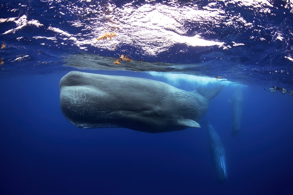 Whale swimming to the surface of the ocean