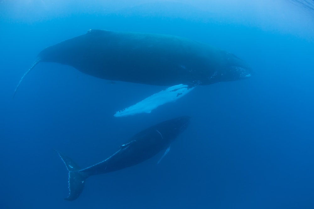 Small whale and its mother swimming under the ocean