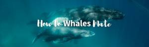 How do whales mate featured image