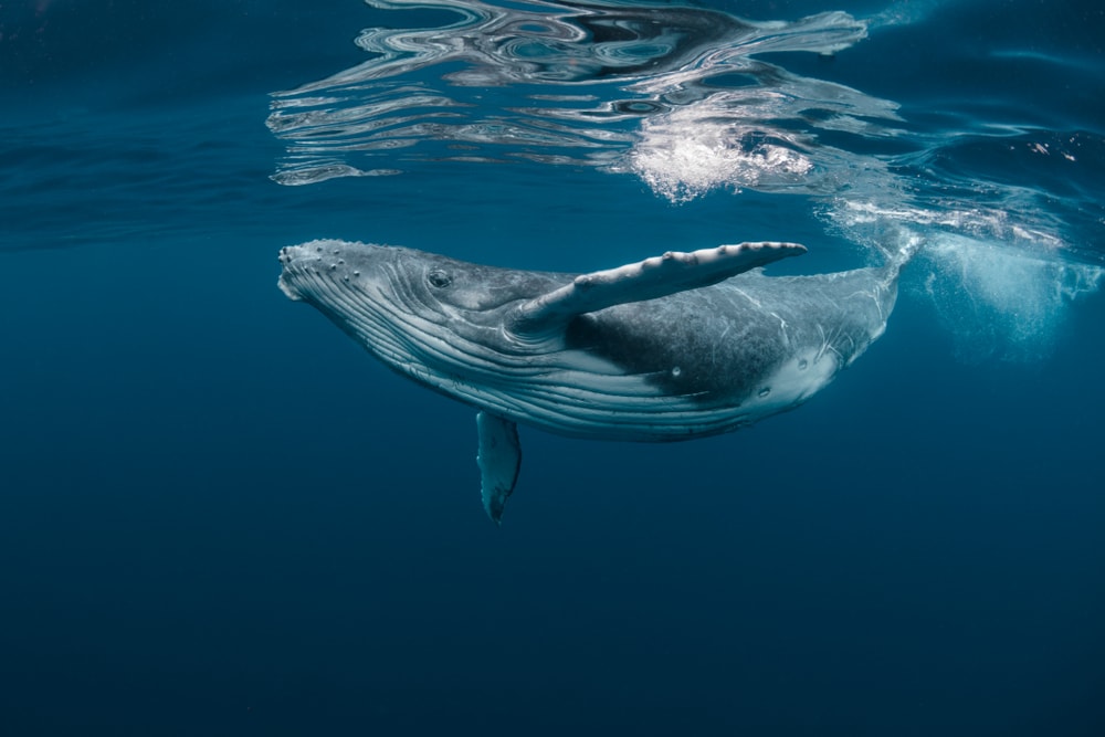 Whale swimming on the ocean