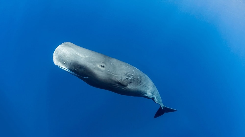 Sperm whale swimming up to the surface of ocean