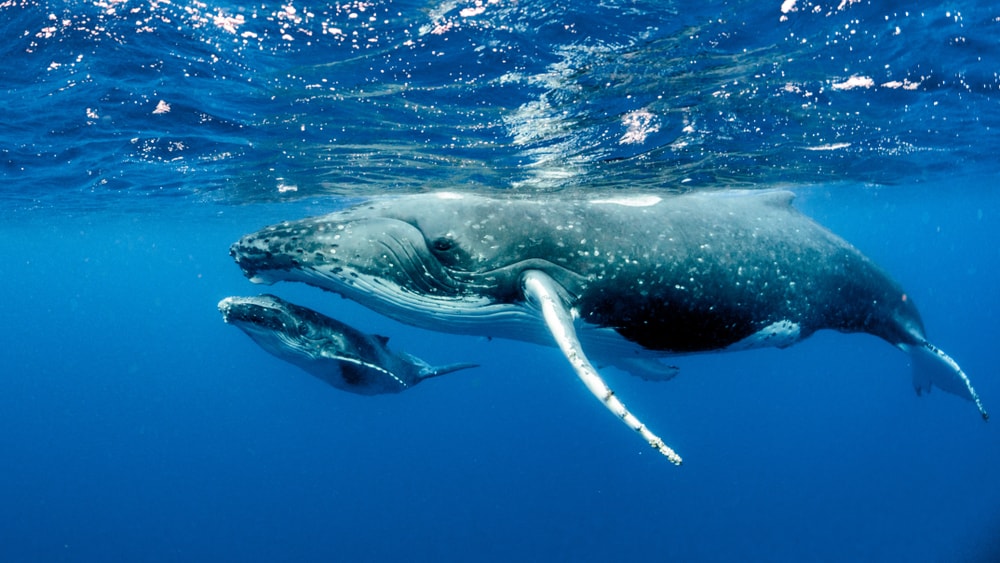 Two Humpback whales swimming on the surface of the ocean