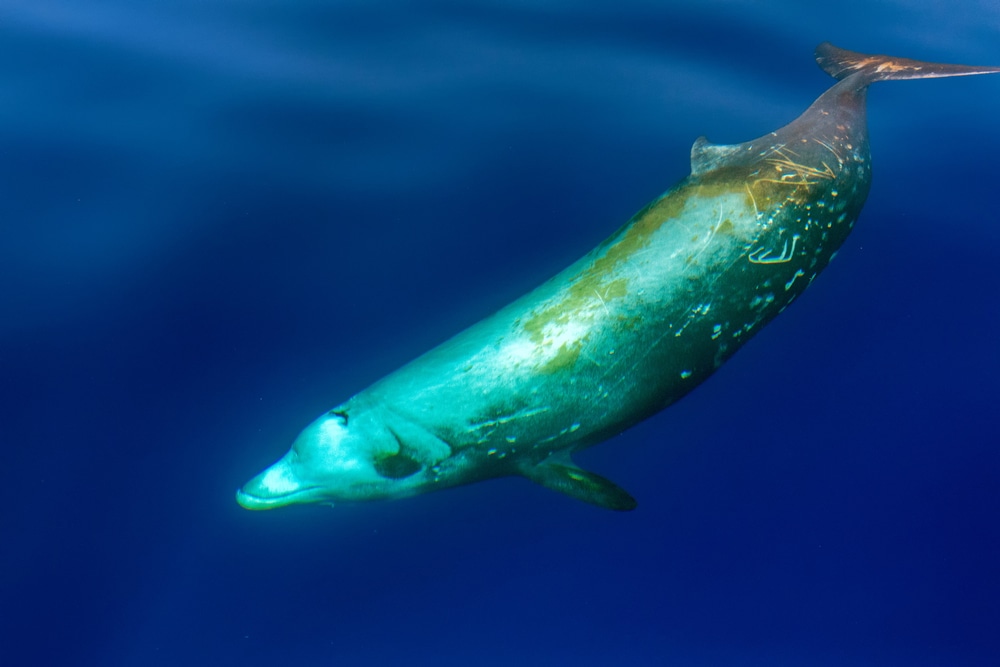 Cuvier's Beaked whale swimming in deep ocean