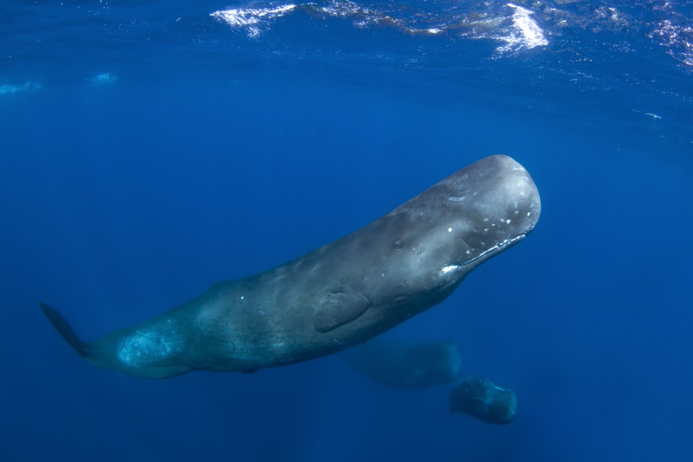 Sperm whale swimming upward