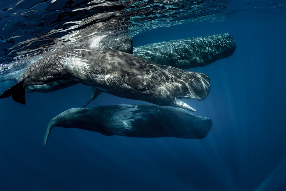 Three whales swimming together