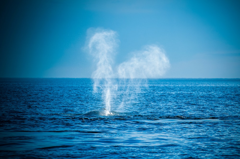 Whale on surface of the ocean blowing air