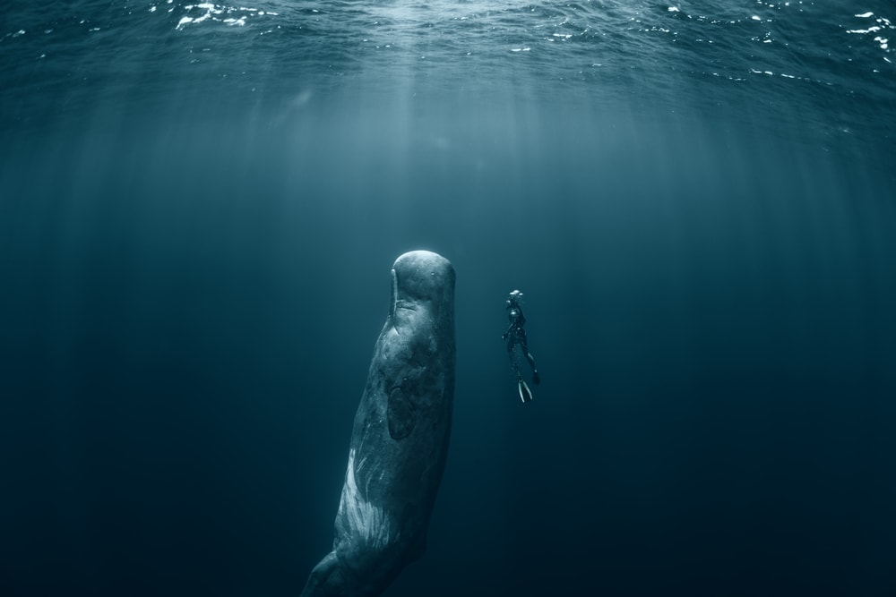Diver and whale swimming to the sunrays