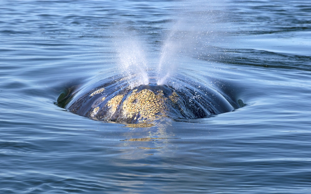 Close up shot of whale's blowhole