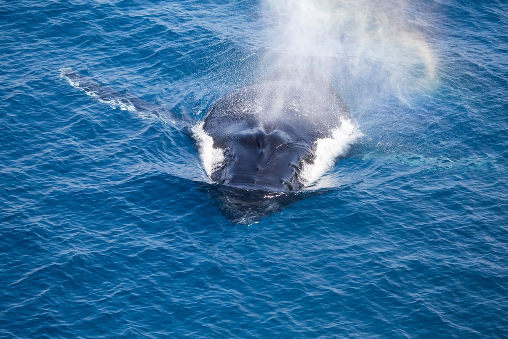 Whale swimming on the surface of the ocean