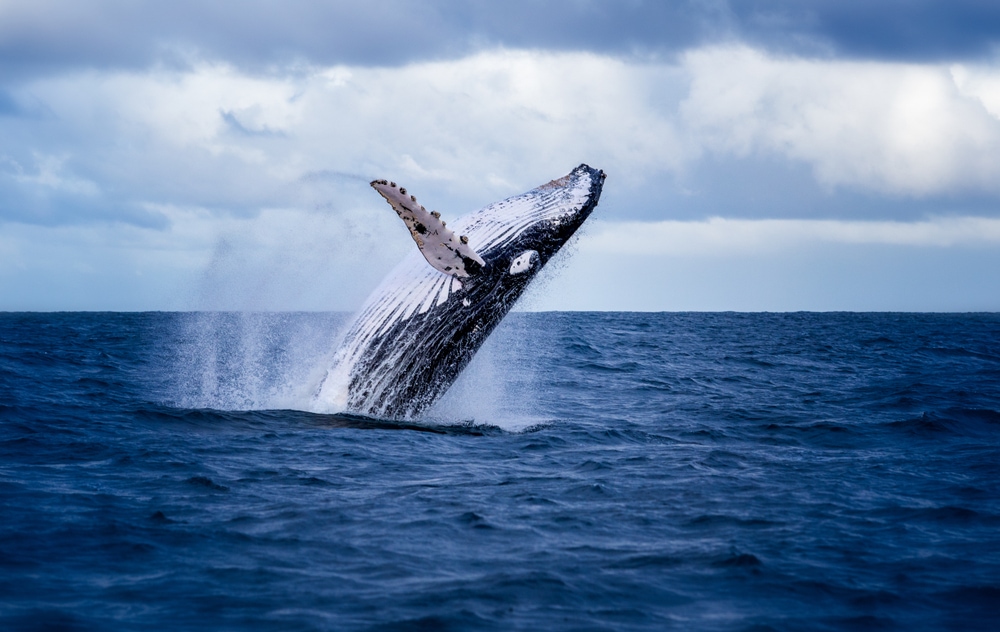 Whale breaching for air