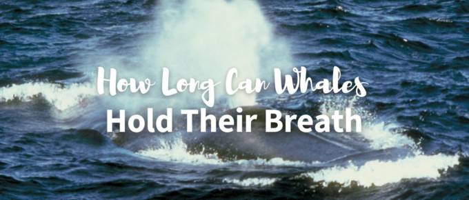 How long can whales hold their breath featured image