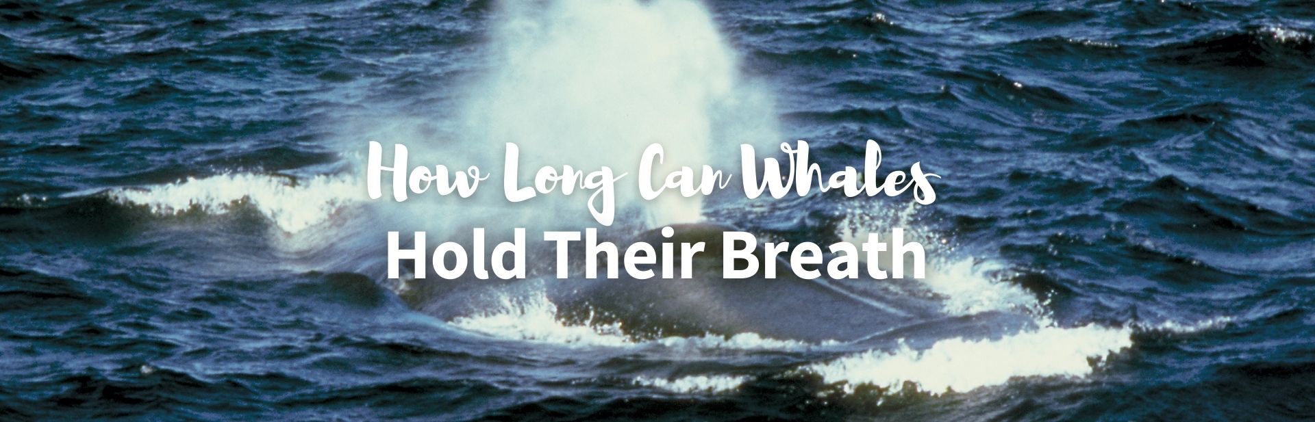 How Long Can Whales Hold Their Breath? Deep Divers & Master Lungs
