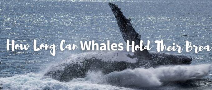 How long can whales hold their breath featured image