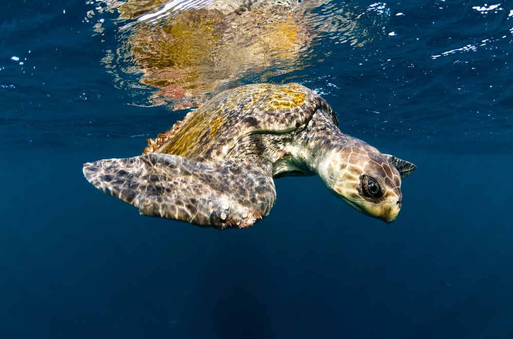 underwater shot of Olive Ridley turtle in the ocean