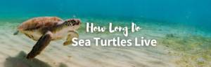 how long do sea turtles live featured image