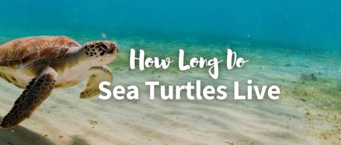 how long do sea turtles live featured image