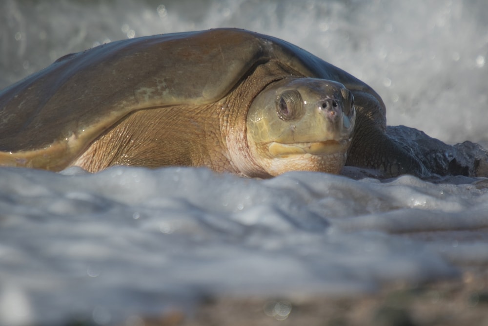 A Flatback turtle emerging from the surf to find a safe place to lay her eggs.