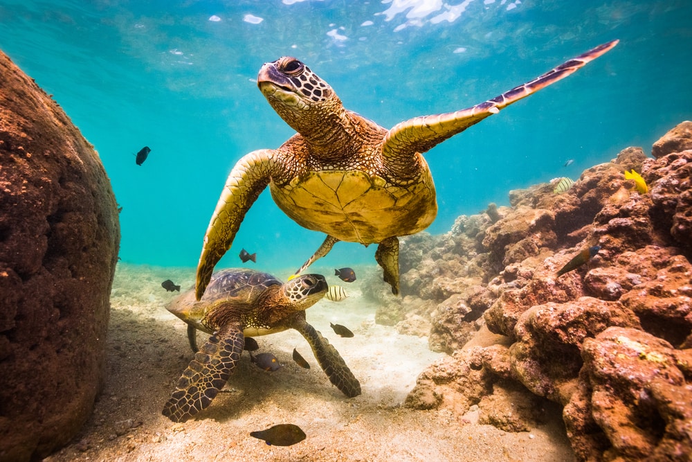 An endangered Hawaiian Green Sea Turtle swimming in the warm waters of the Pacific Ocean in Hawaii