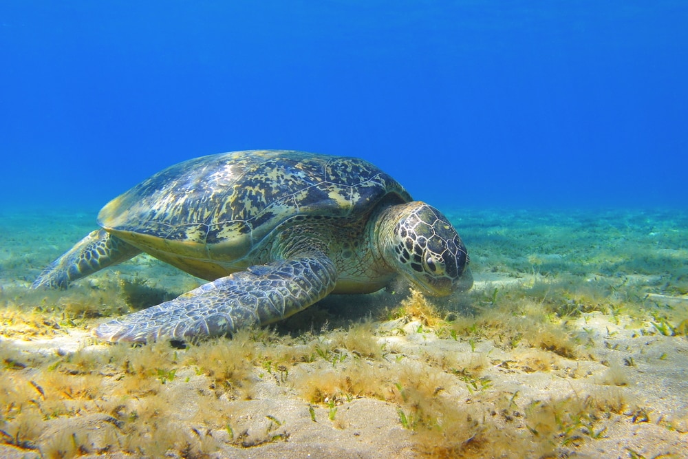 a green sea turtle feasting on grass underwater