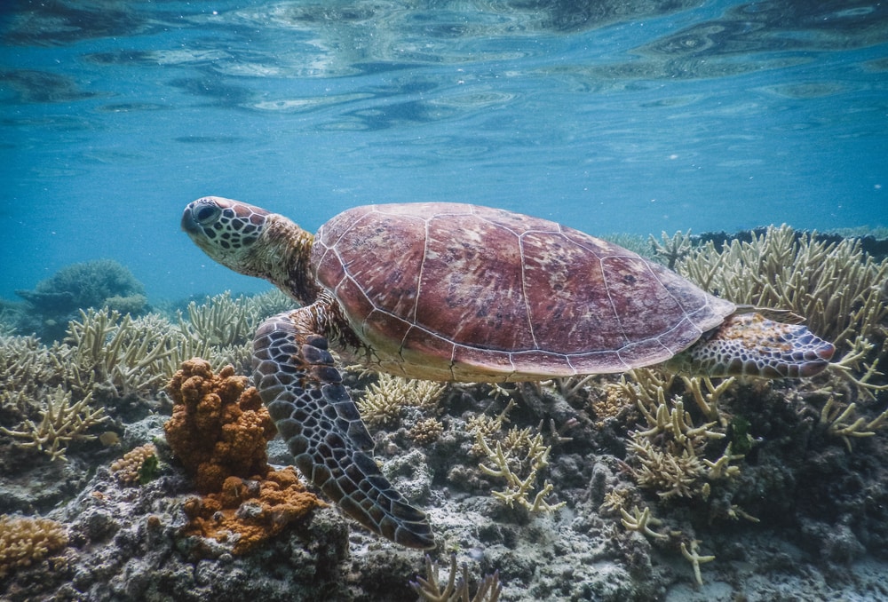 a green sea turtle swimming above the coral reefs