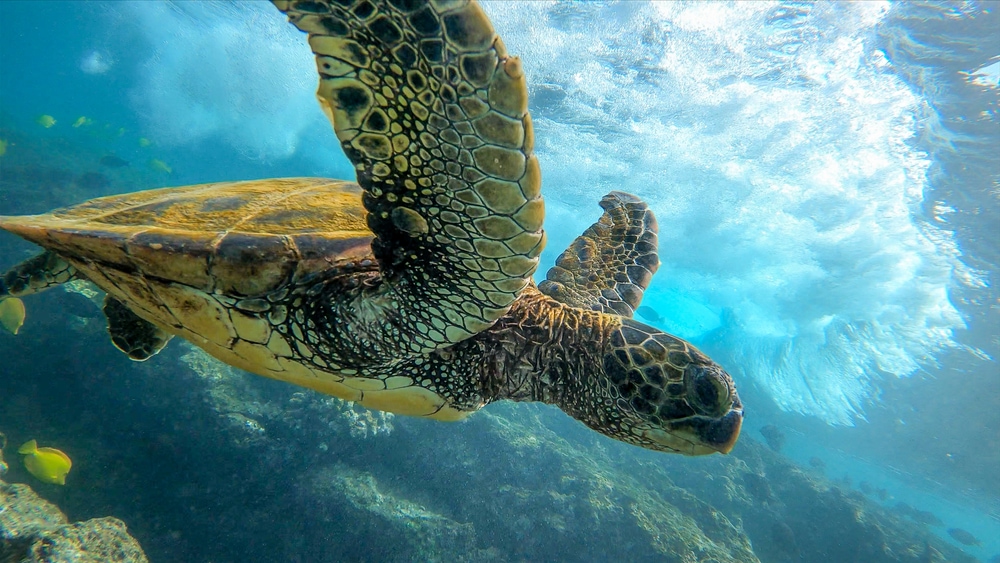 a green sea turtle swimming underwater