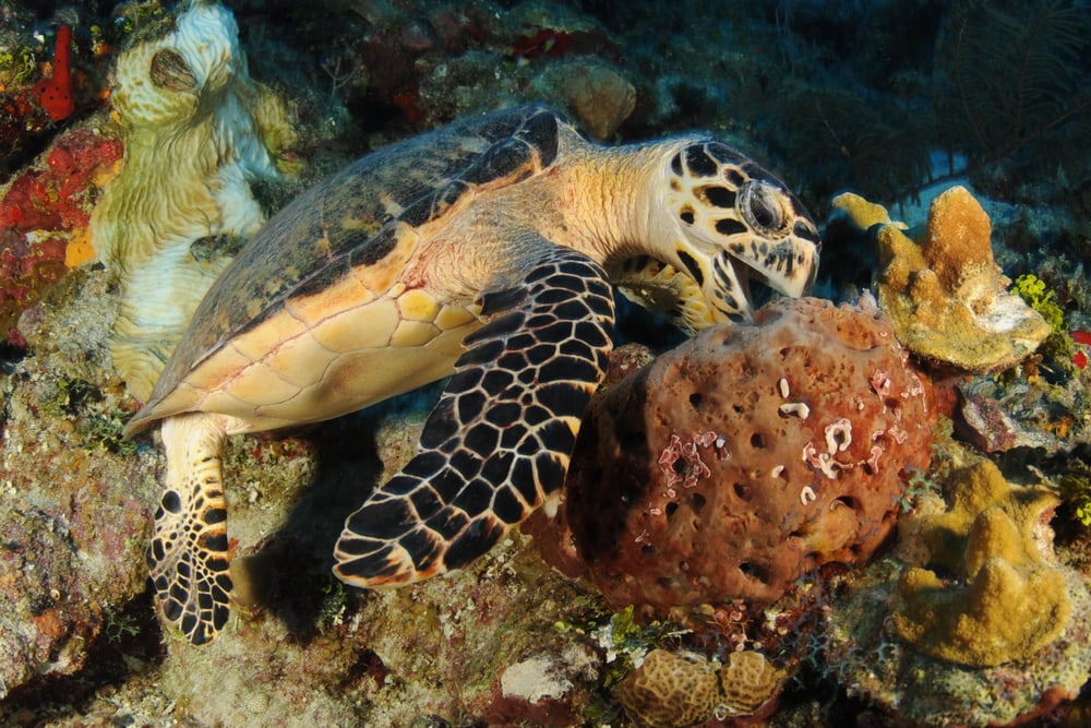 a hungry hawksbill sea turtle feasting on a sponge in the Carribean sea