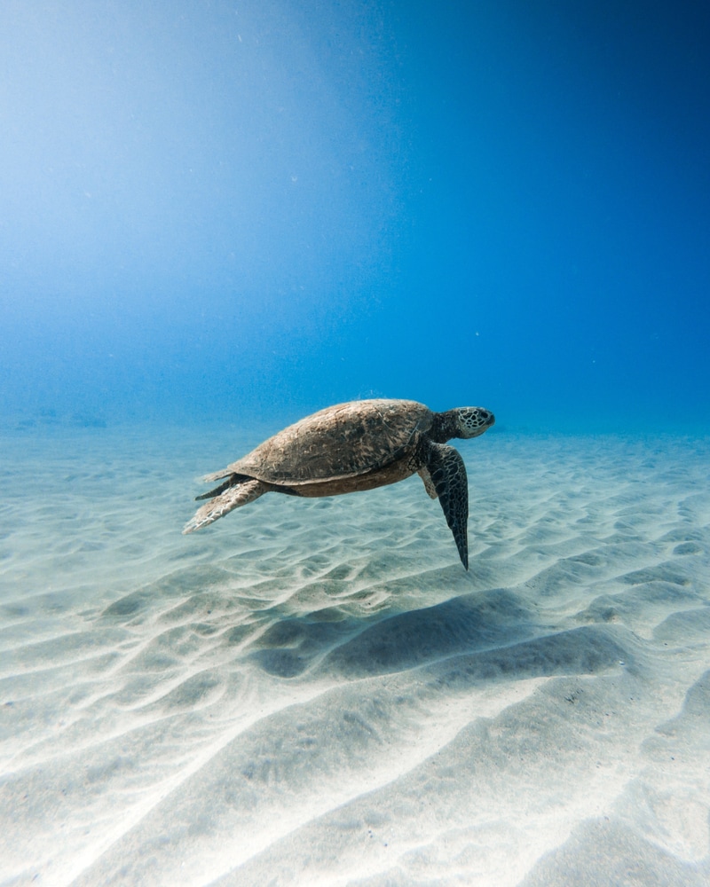A beautiful closeup shot of a kemp's ridley sea turtle swimming underwater