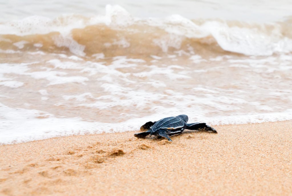 newly hatched endangered leatherback sea turtle crawling to the sea