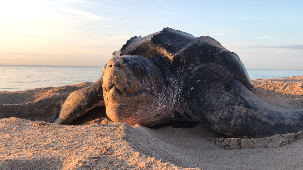 a leatherback sea turtle sunning on the seashore