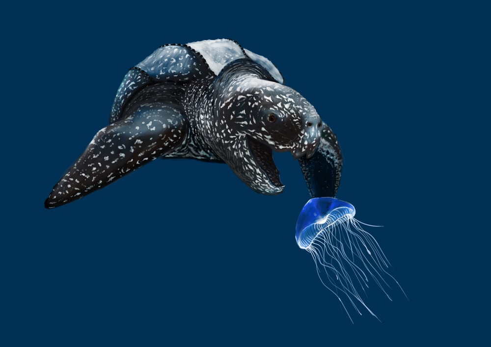 digital image of a leatherback sea turtle aiming for the jellyfish