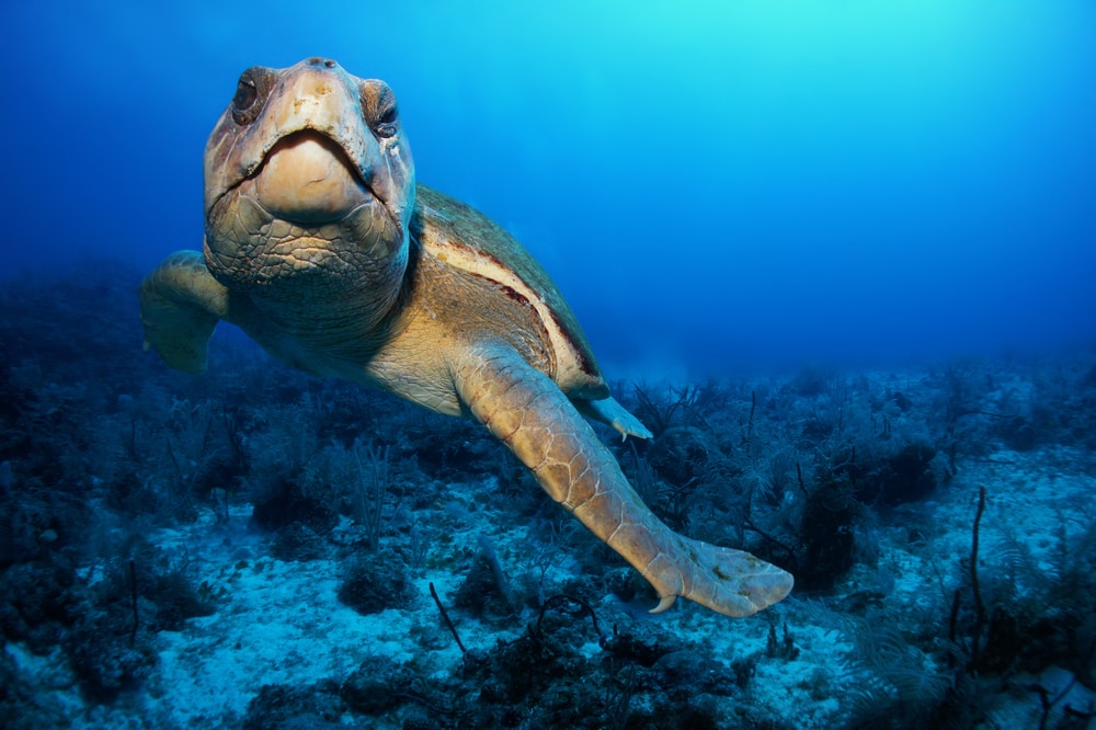 Old loggerhead turtle swimming over the coral reef
