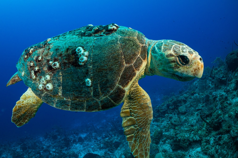 a loggerhead sea turtle cruising on the ocean with barnacles on its shels