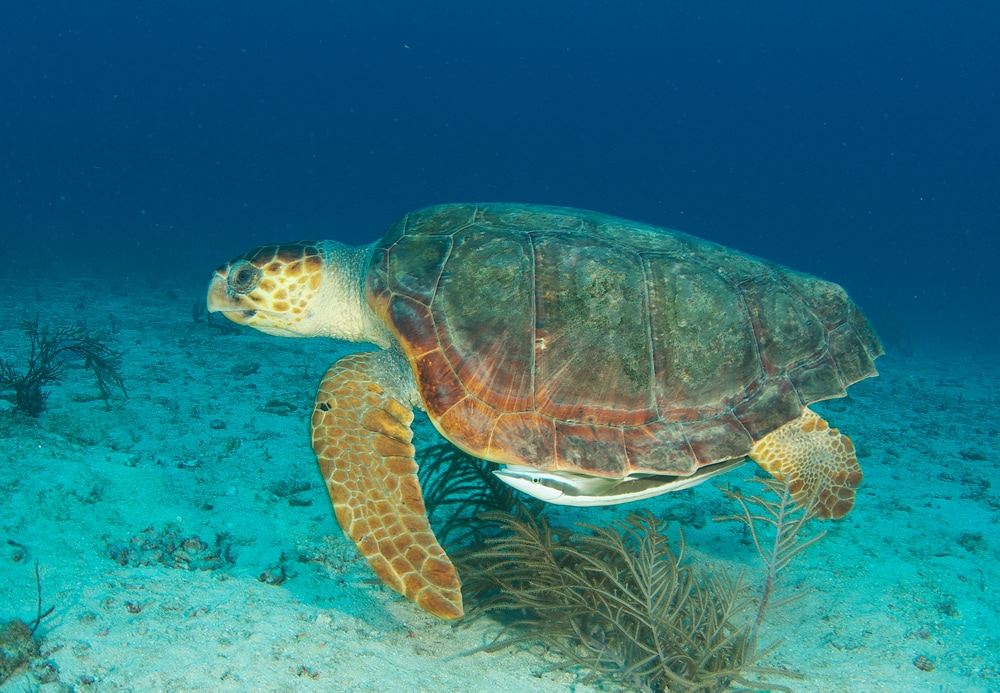 Loggerhead Sea Turtle-Caretta caretta, swimming above a sandy bottom