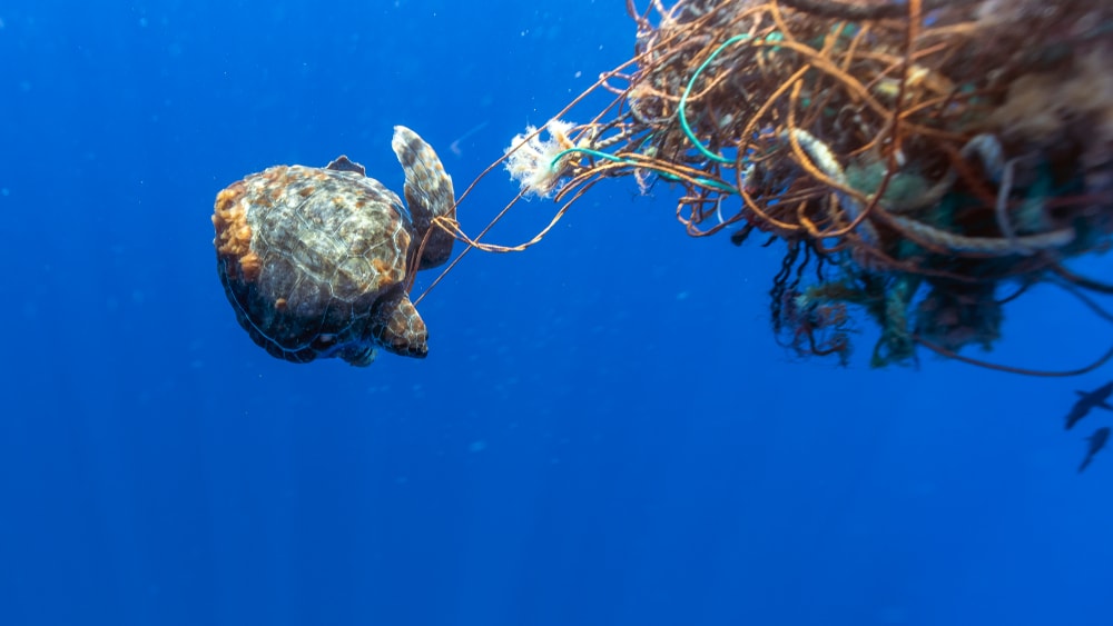 a loggerhead sea turtle trapped on a loose fishing net
