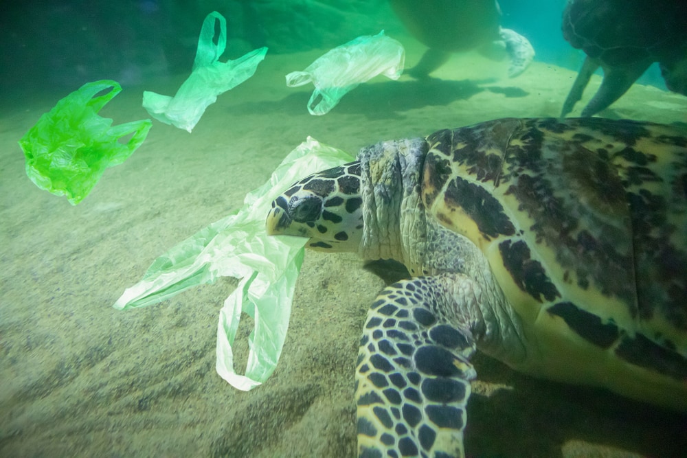 Sea Turtle eats plastic bag due to ocean pollution concept