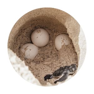eggs of a sea turtle buried in the sand