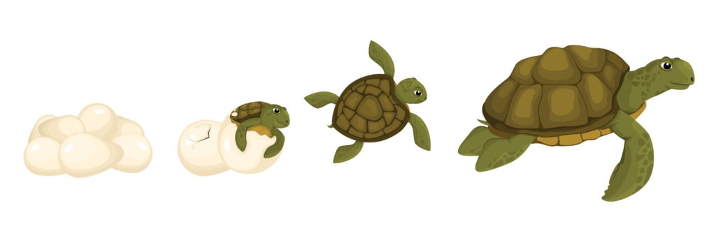 illustration of a sea turtle's life cycle