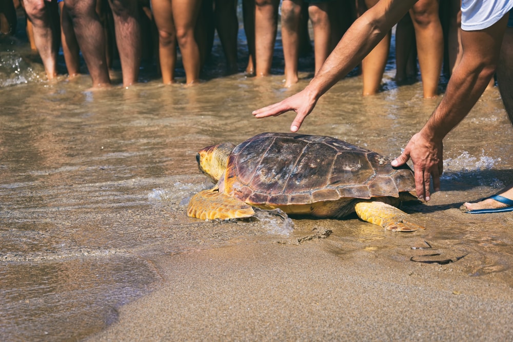 tourists watched as a sea turtle is released back to the ocean
