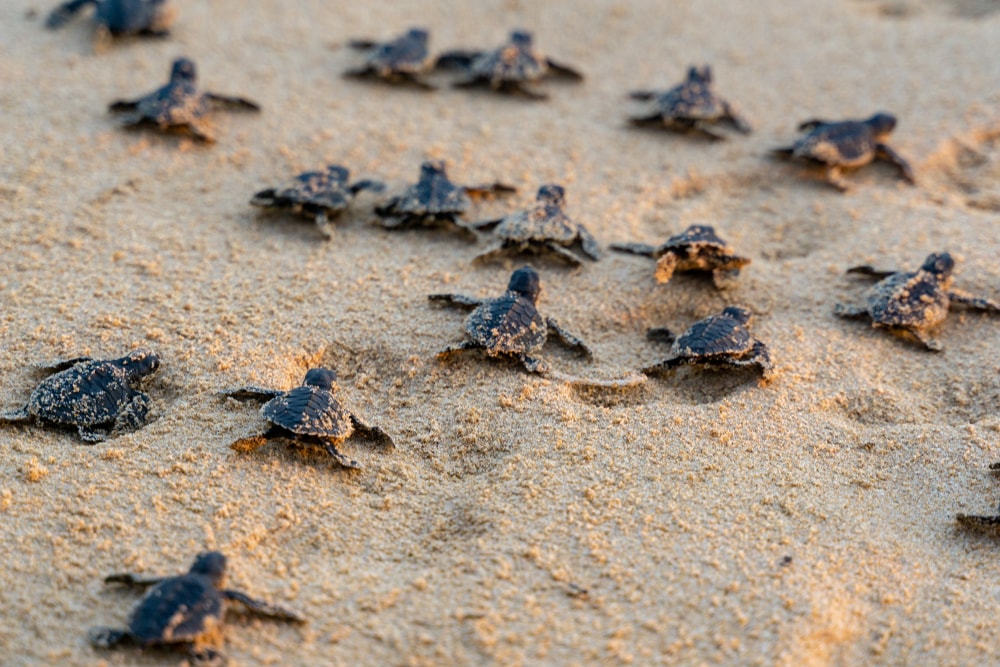 Endangered young baby turtles in warm evening sunlight being released at a beach towards the ocean
