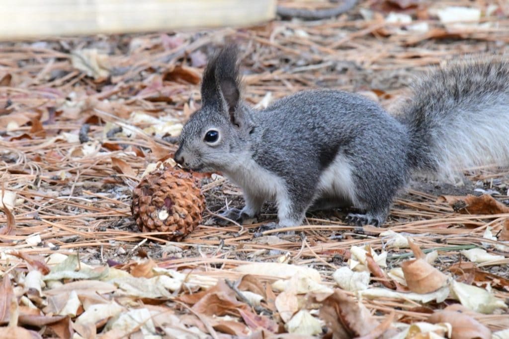 an Abert squirrel playing with acorn