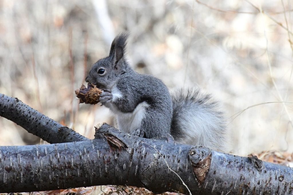 a Abert squirrel eating on a tree branch in New Mexico