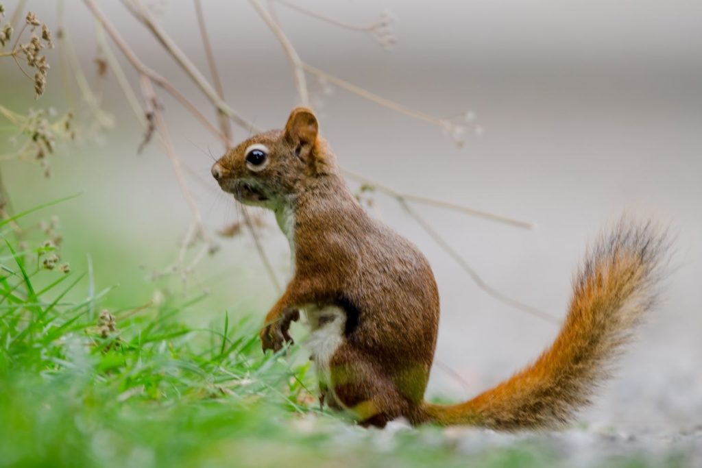 an American red squirrel looking for food in the grass