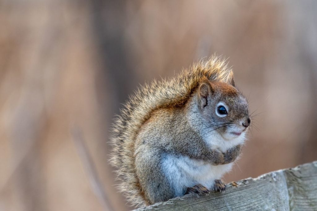 an American red squirrel sitting on top of a wooden fence in winter