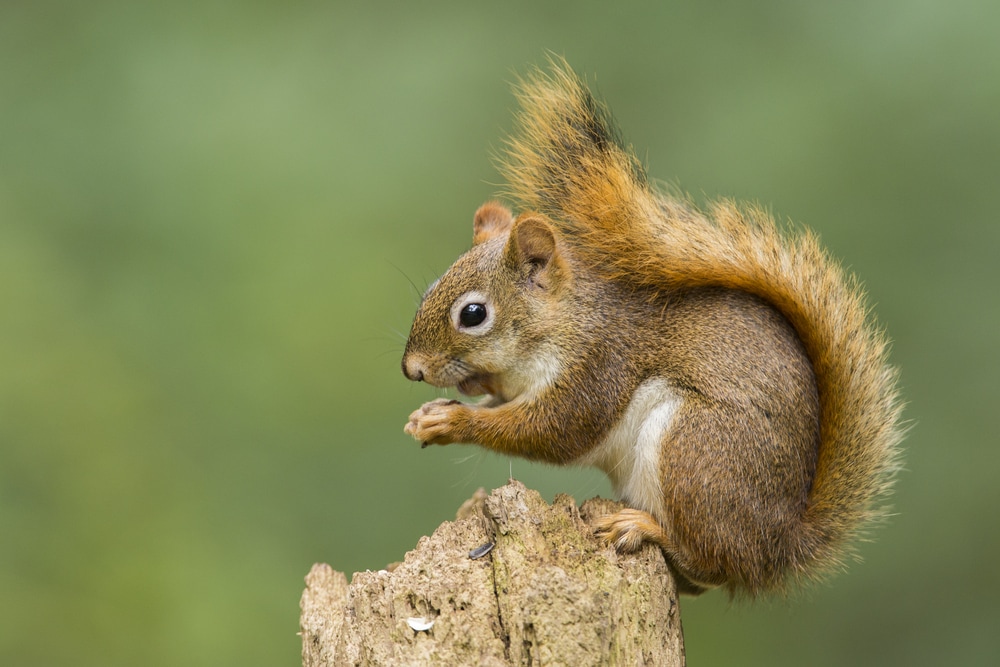 An American red squirrel eating a nut on a tree stump