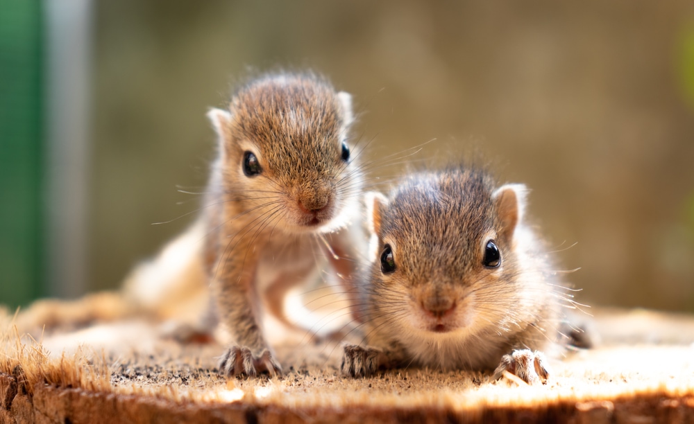two baby squirrels looking for their mother
