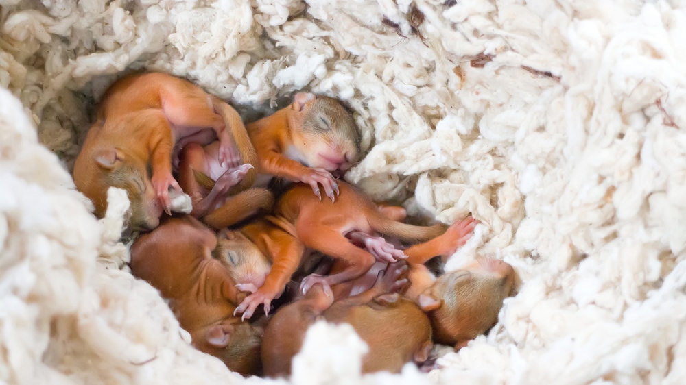 baby squirrels on a nest made of cotton