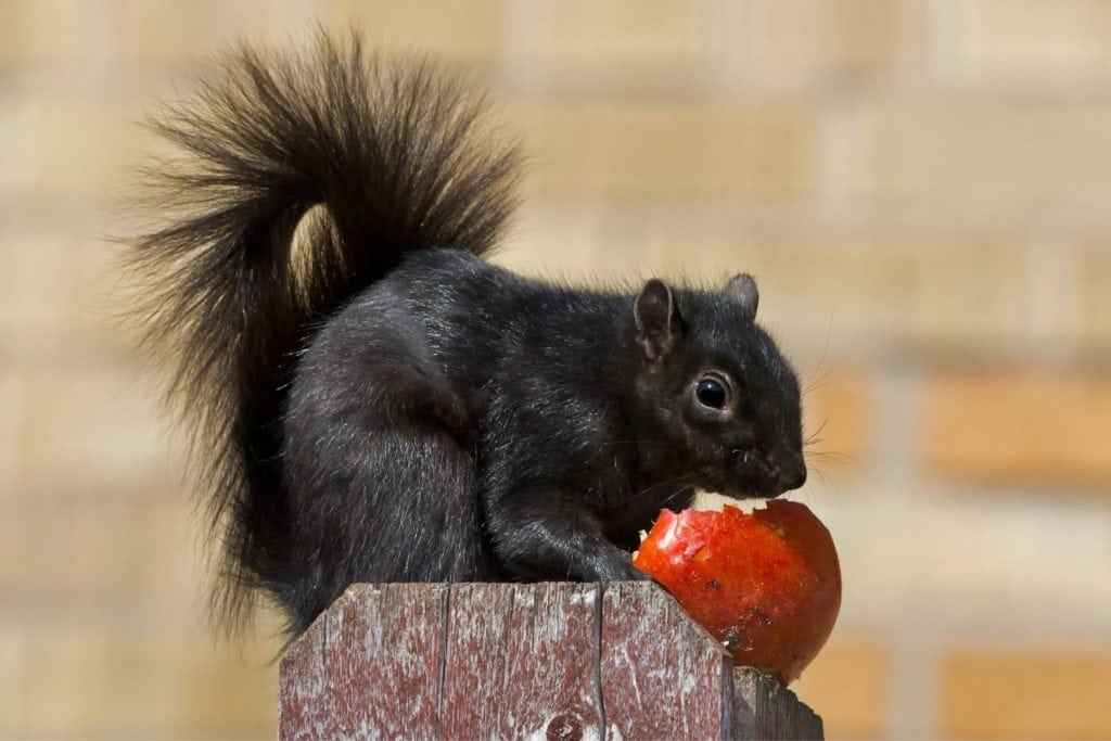 a black squirrel feeding on an apple