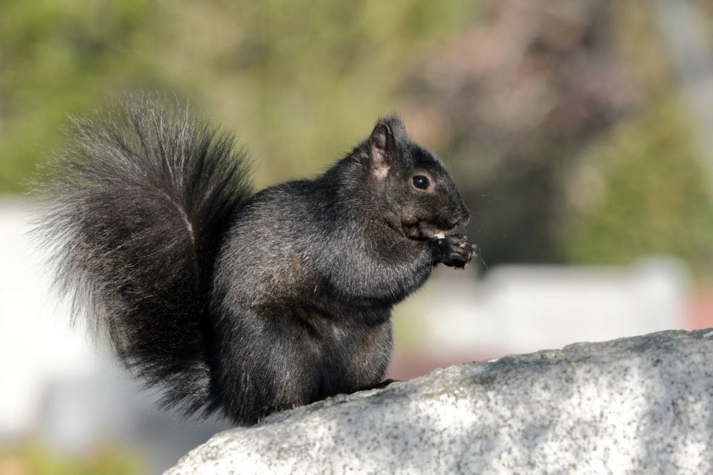 a black squirrel chewing on a nut