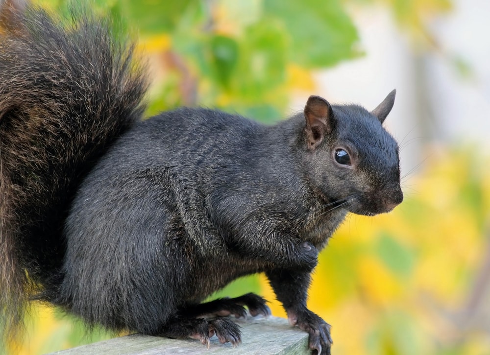 a black squirrel on a wooden post during Autumn